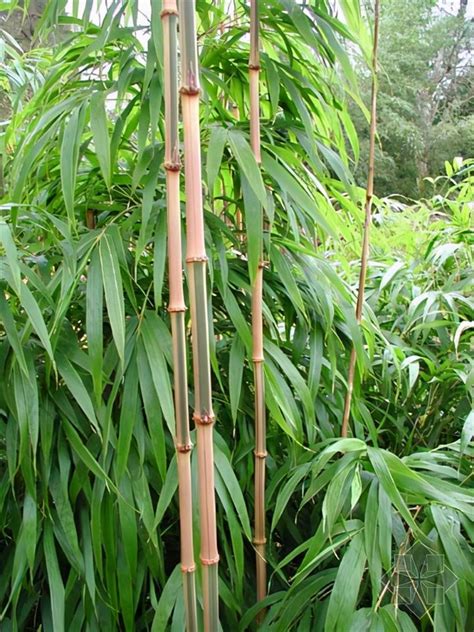 怎麼算八字 竹子品種